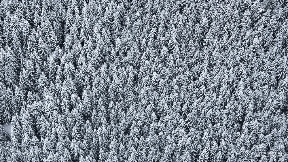 高清摄影 冬季 雪景 森林 自然 航拍 冬日森林雪景