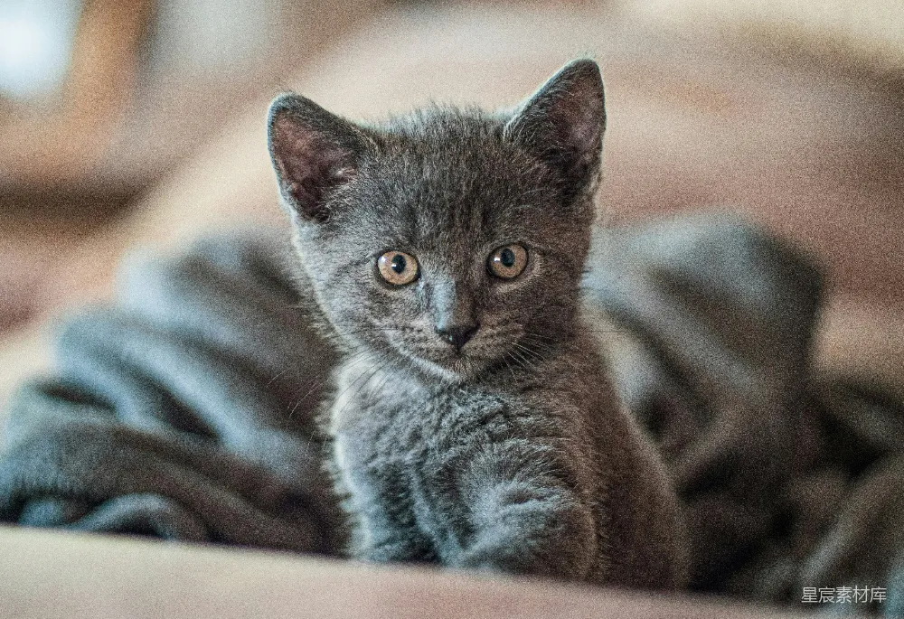 高清摄影 猫咪 可爱 宠物 特写 小猫 萌宠小猫：灰色小猫的特写