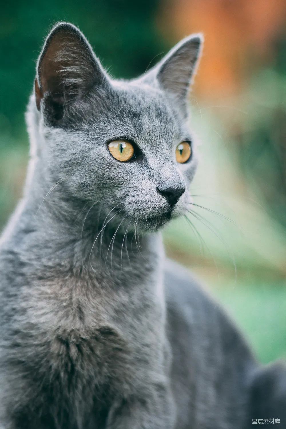 高清摄影 猫咪 动物 特写 自然 宠物 灰色猫咪的特写