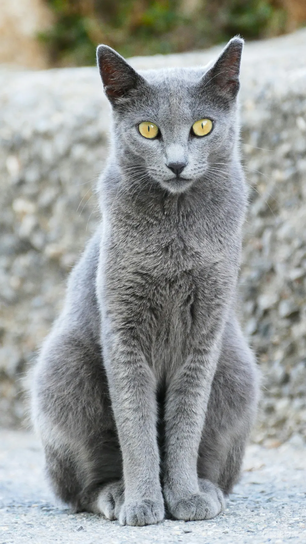 高清摄影 猫咪 动物 灰色 户外 可爱 灰色猫咪