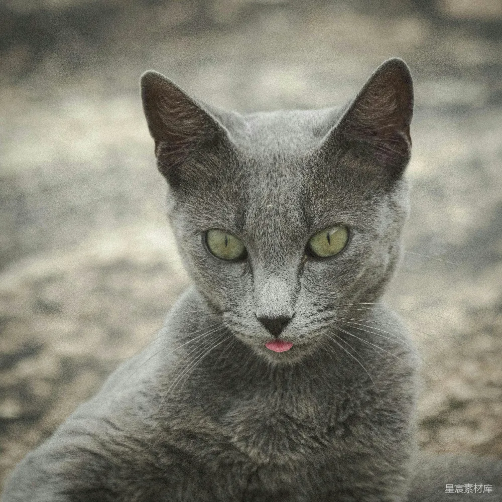 高清摄影 猫咪 特写 灰色 动物 宠物 灰色猫咪的特写