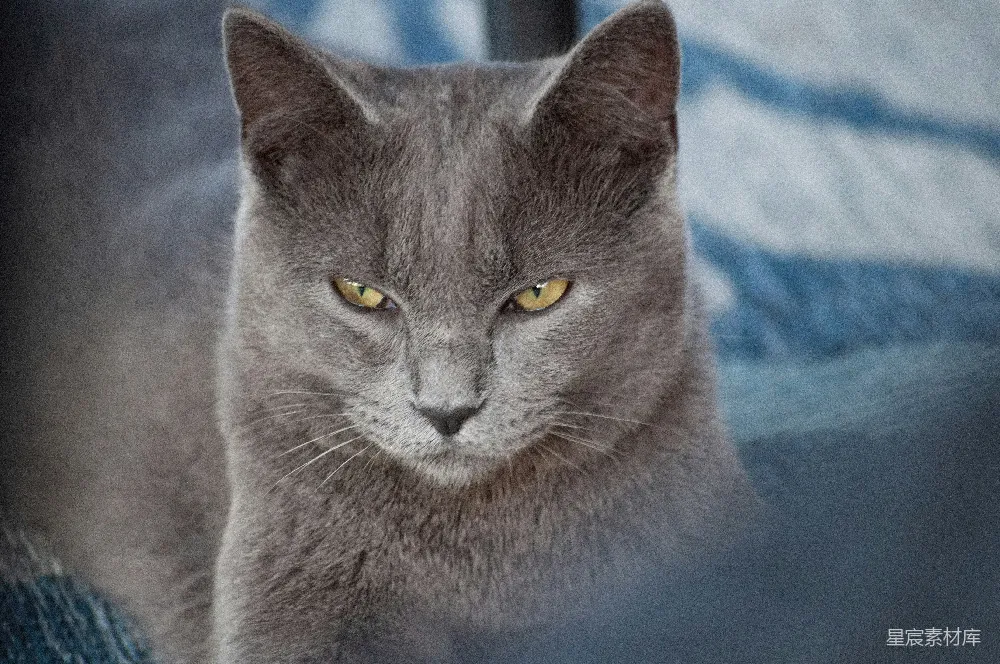 高清摄影 猫咪 特写 灰色 黄色眼睛 宠物 灰色猫咪的特写