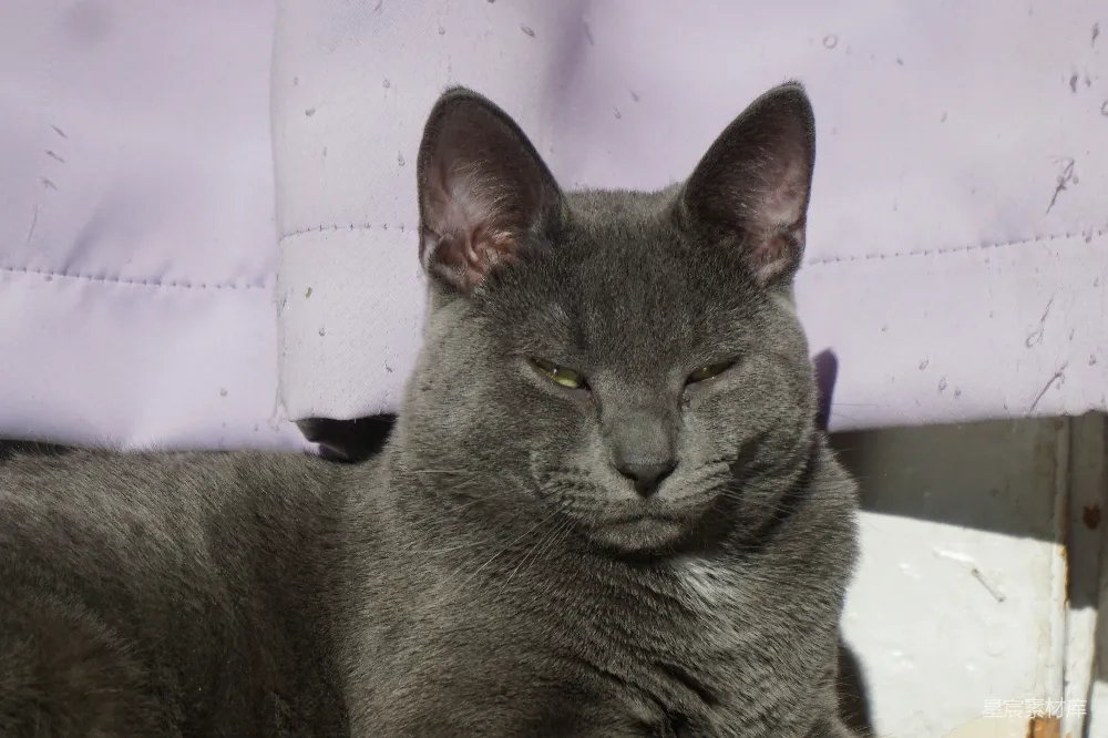 高清摄影 猫咪 灰色 凝视 动物 户外 灰色猫咪的凝视