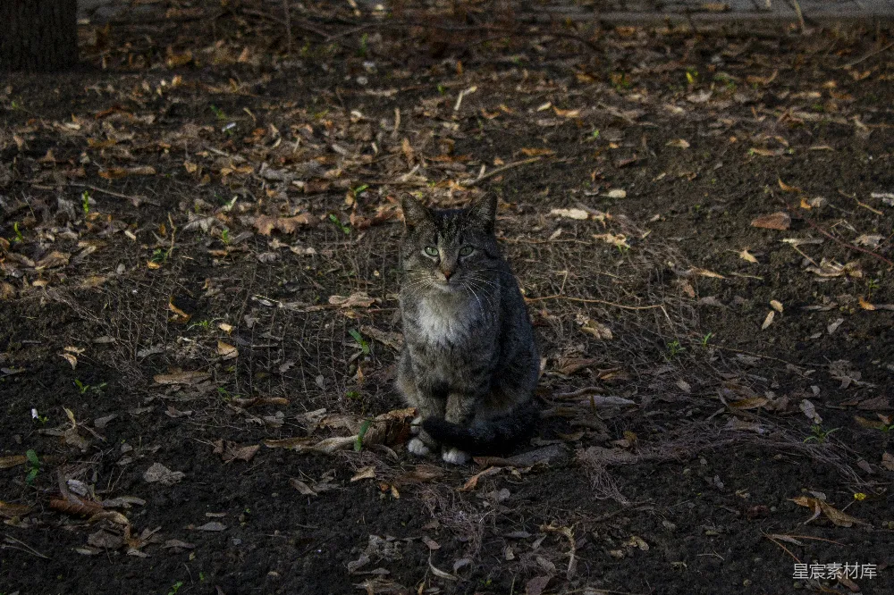 高清摄影 猫 自然 户外 动物 森林中的猫