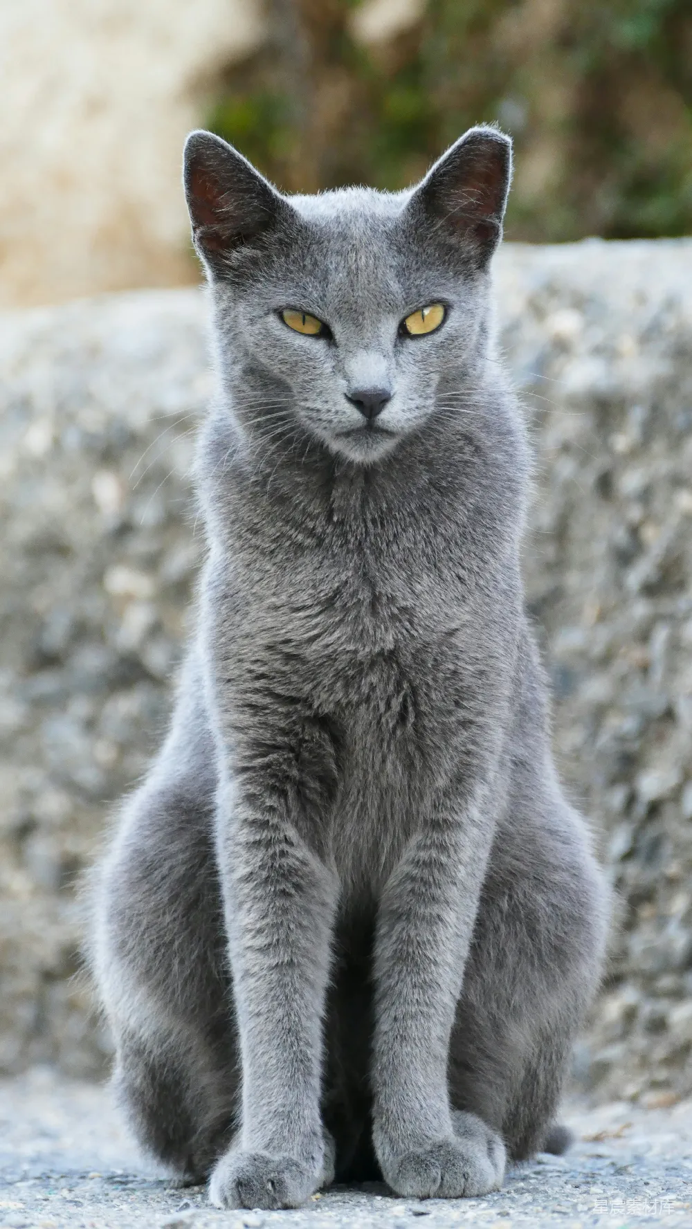 高清摄影 猫 灰色 静谧 户外 宠物 沉稳的灰猫