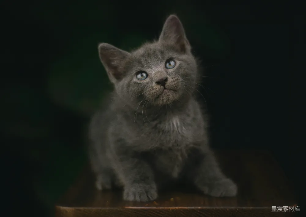 高清摄影 猫咪 萌宠 摄影 宠物 可爱 萌宠灰猫