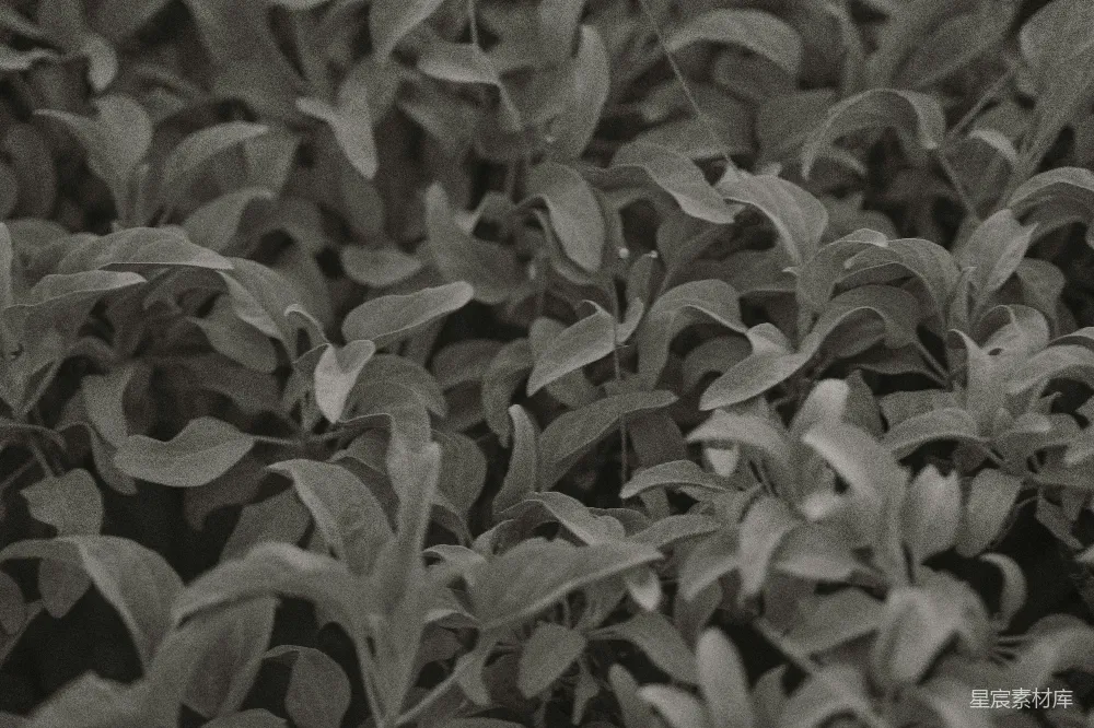 高清摄影 植物 黑白 自然 背景 纹理 黑白植物特写
