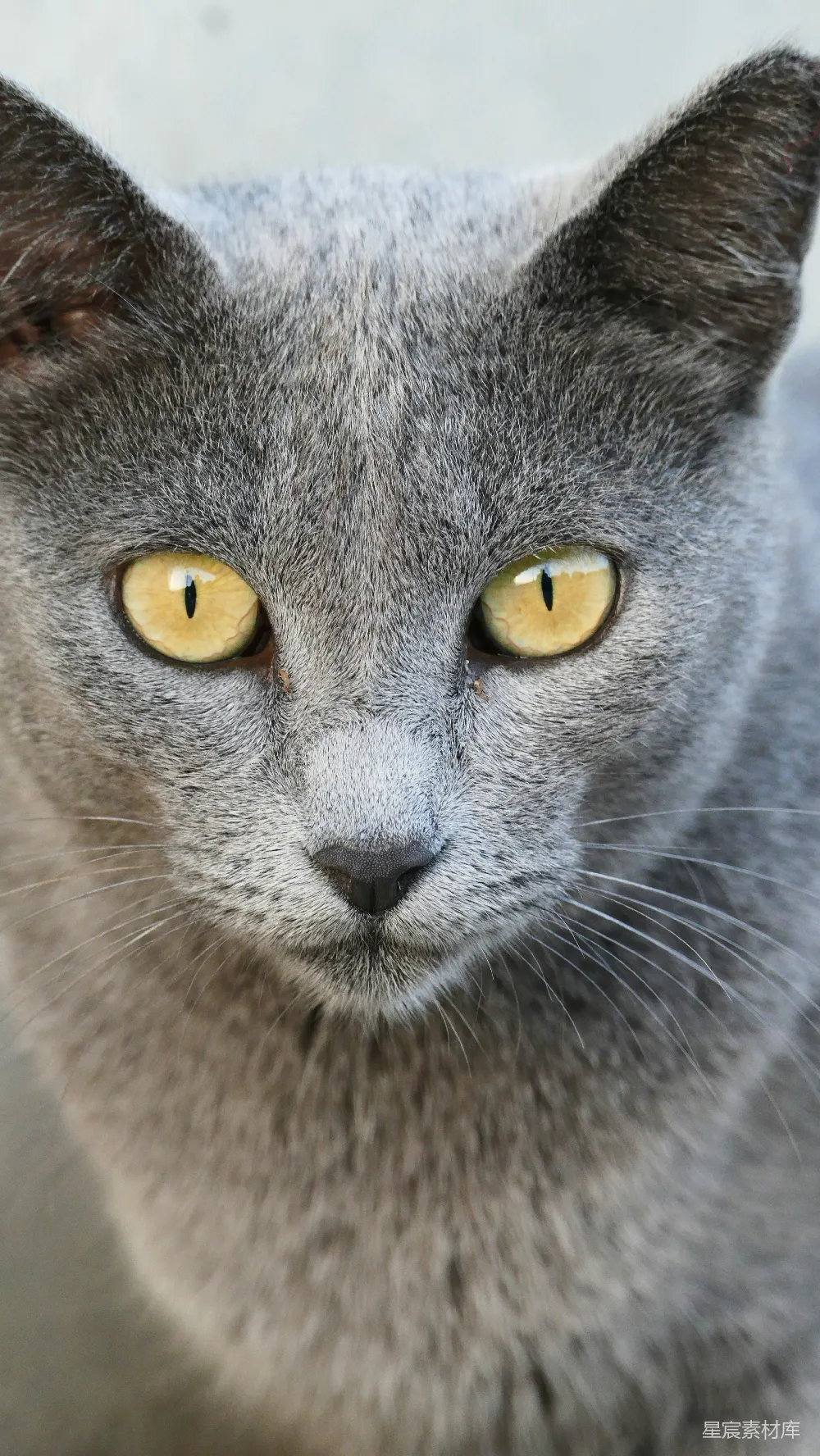高清摄影 猫咪 特写 动物 宠物 自然 灰色猫咪的特写