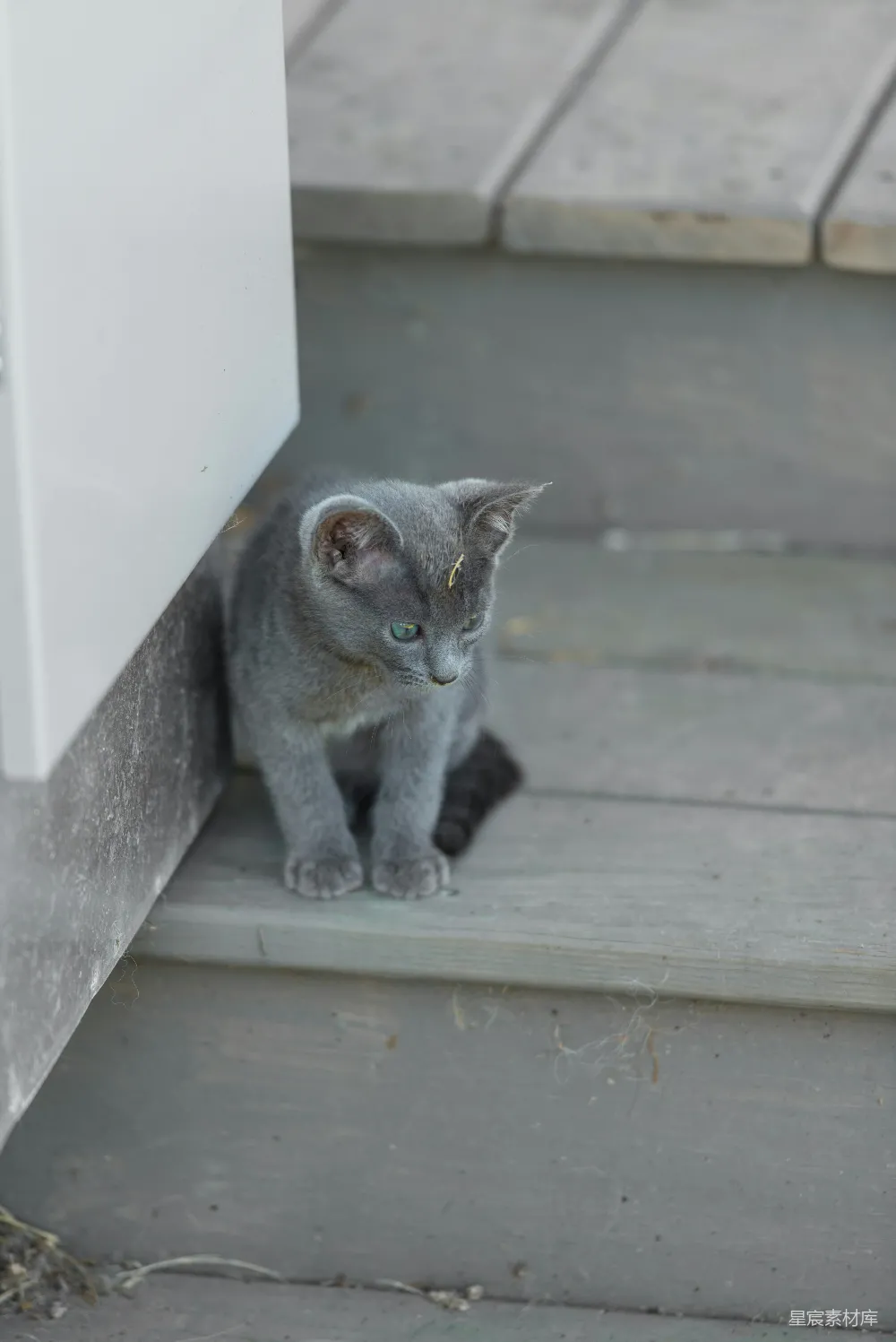 高清摄影 猫 小猫 楼梯 户外 宠物 灰猫趴在楼梯角落