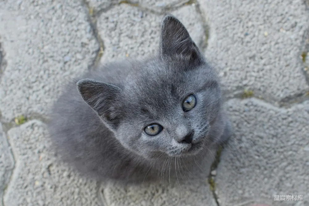 高清摄影 猫咪 萌宠 灰色 户外 宠物 萌宠灰猫