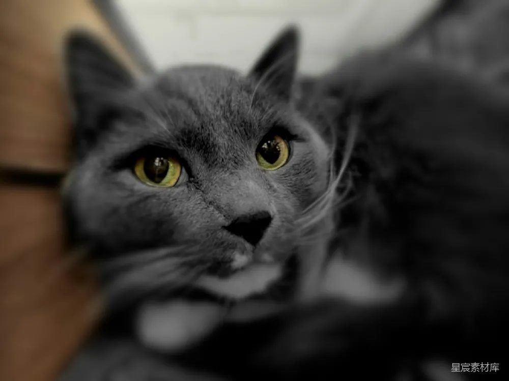 高清摄影 猫 特写 灰色 动物 可爱 灰色猫的特写