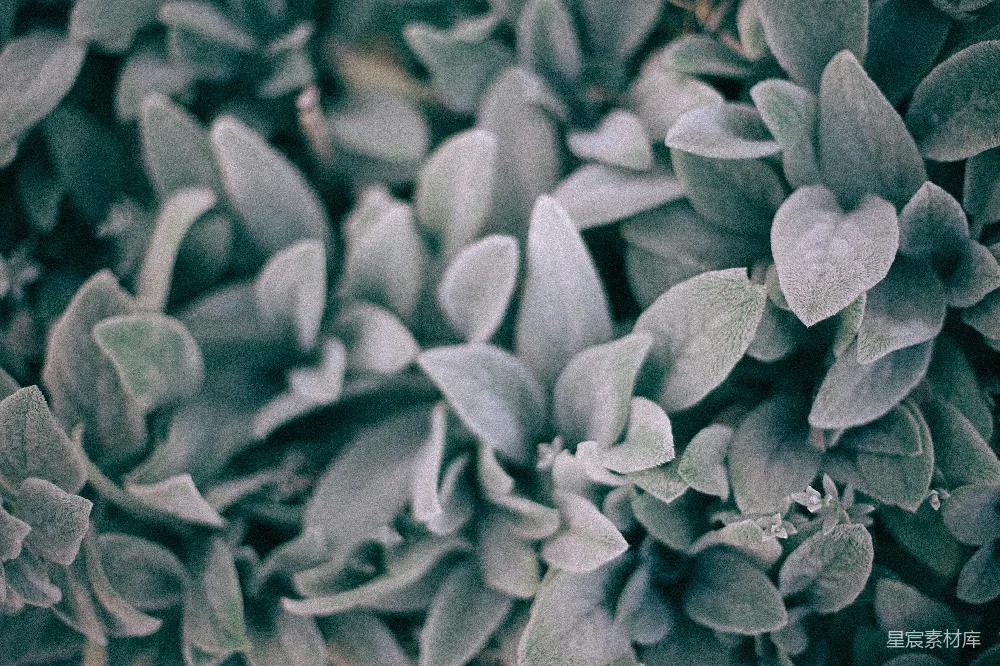 高清摄影 自然 心形 植物 柔和 户外 心形绿植特写