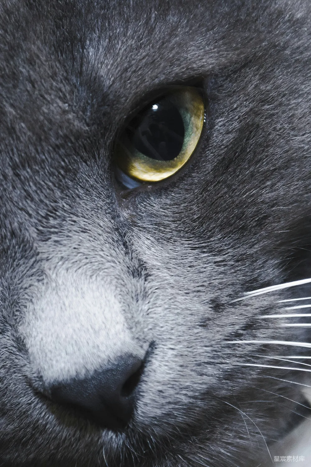 高清摄影 猫咪 眼睛 特写 自然 动物 猫咪的眼睛特写