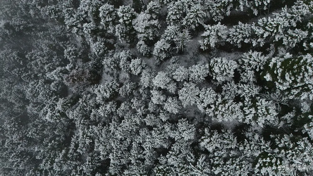 高清摄影 森林 冬季 航拍 雪景 自然 冬日森林航拍