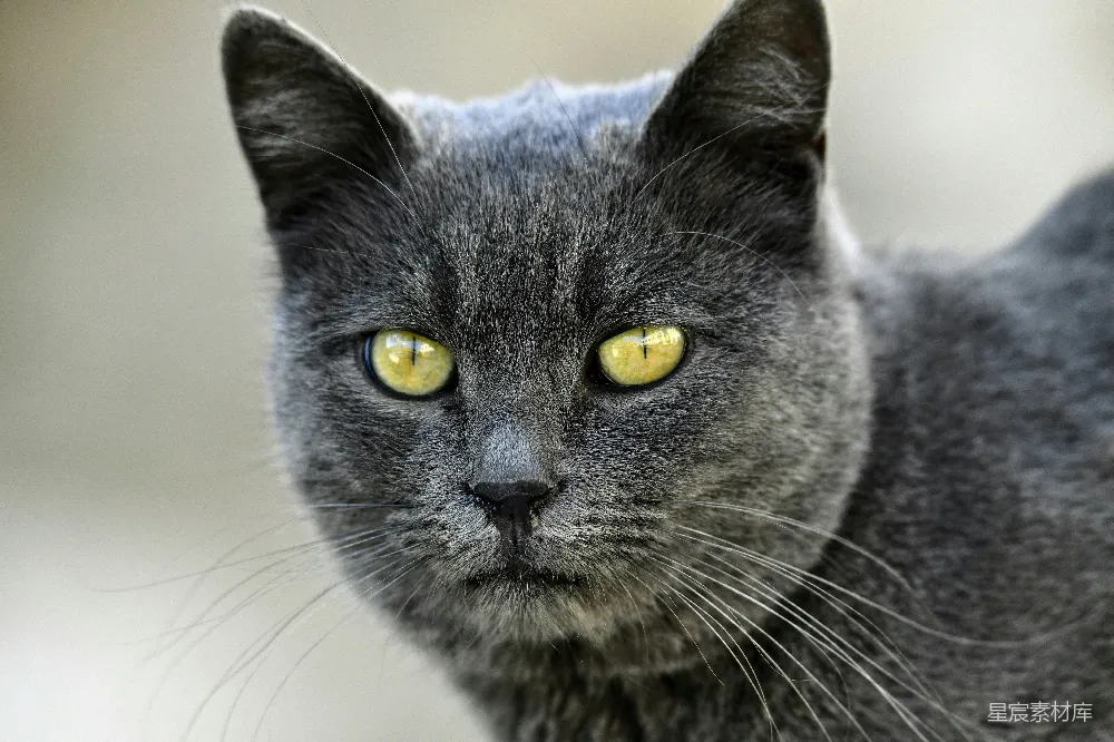 高清摄影 猫咪 动物 特写 眼神 自然 深邃目光的灰色猫咪