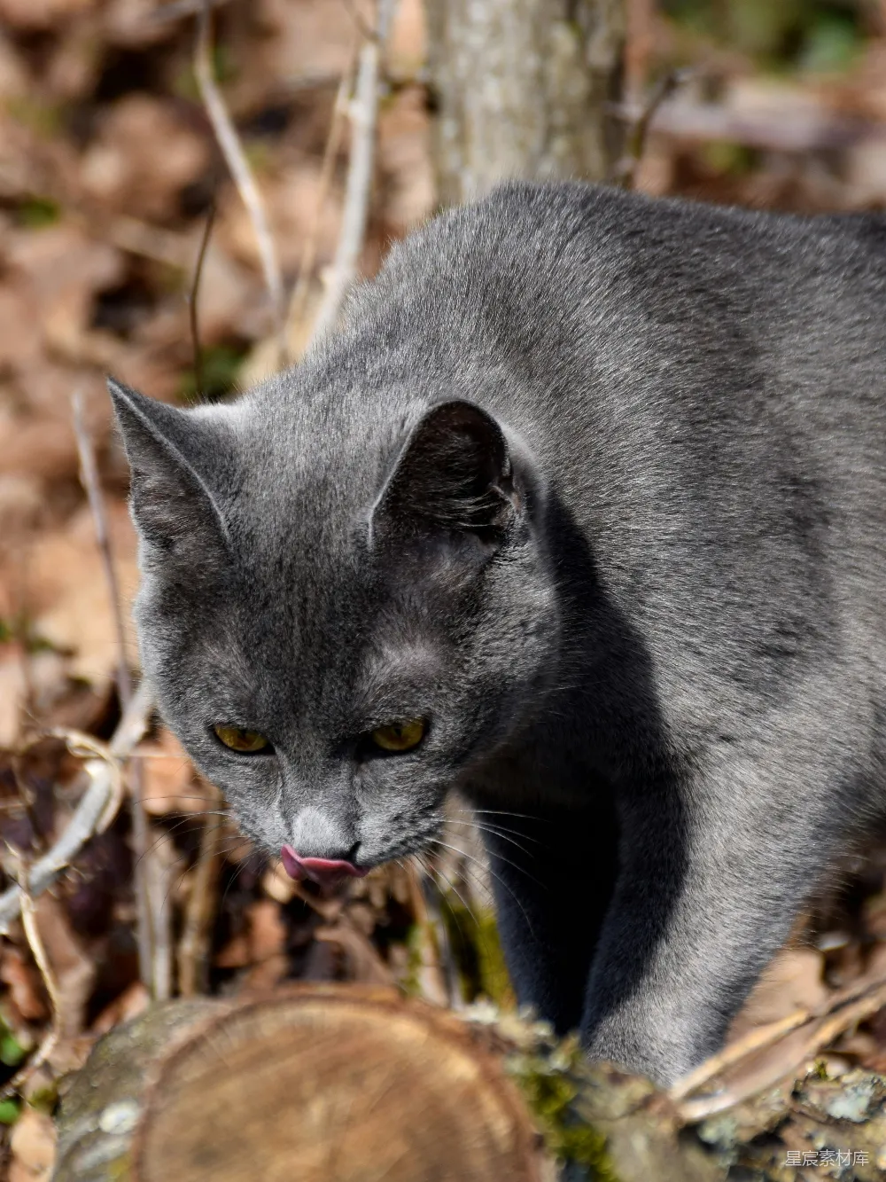 高清摄影 猫 森林 自然 野生动物 动物 神秘的灰猫