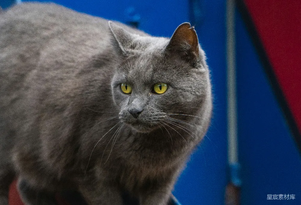 高清摄影 猫 特写 动物 可爱 室内 灰色猫的特写