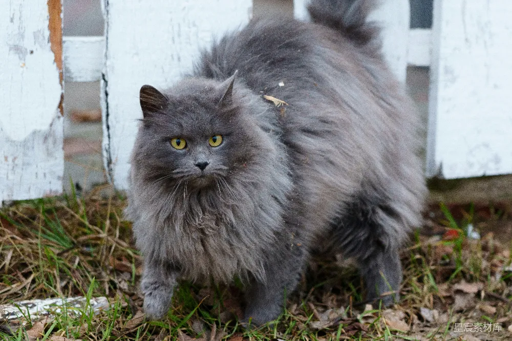 高清摄影 猫 花园 肖像 动物 户外 灰猫在花园里的肖像