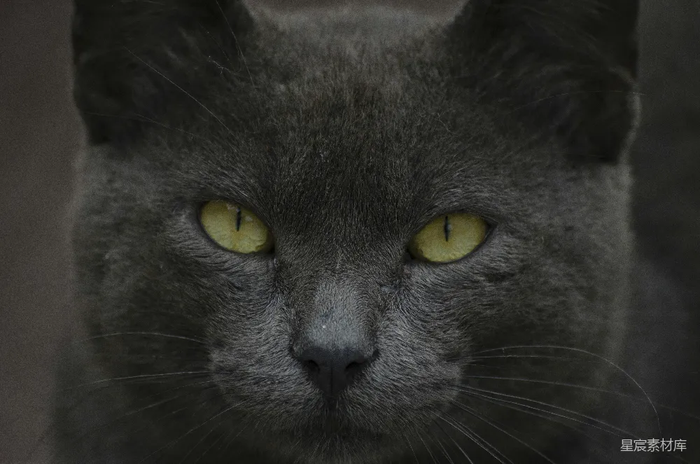 高清摄影 猫 特写 眼神 动物 深邃的猫眼