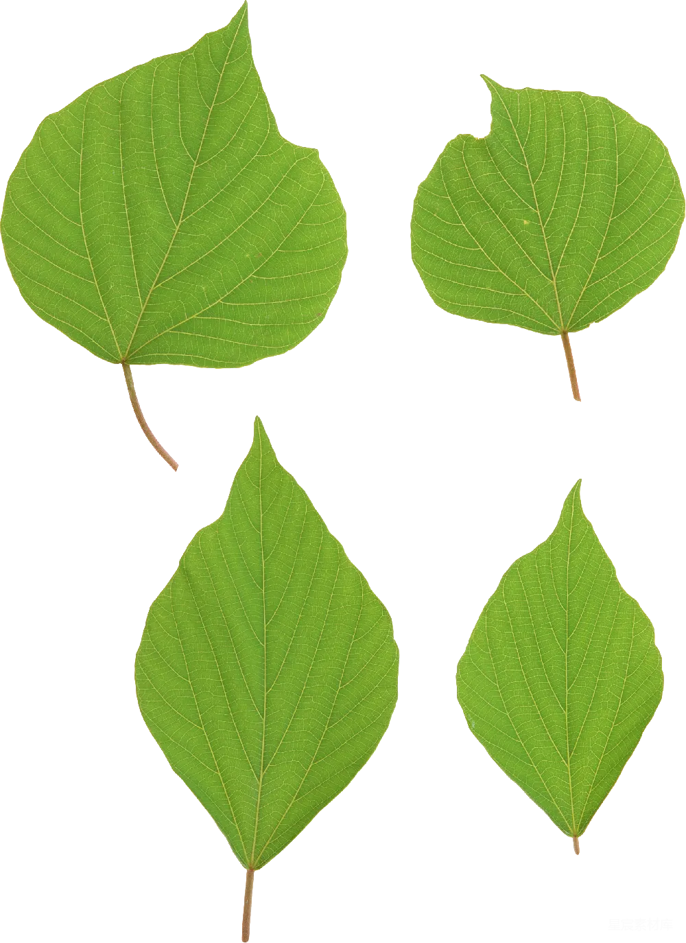 元素素材 绿色