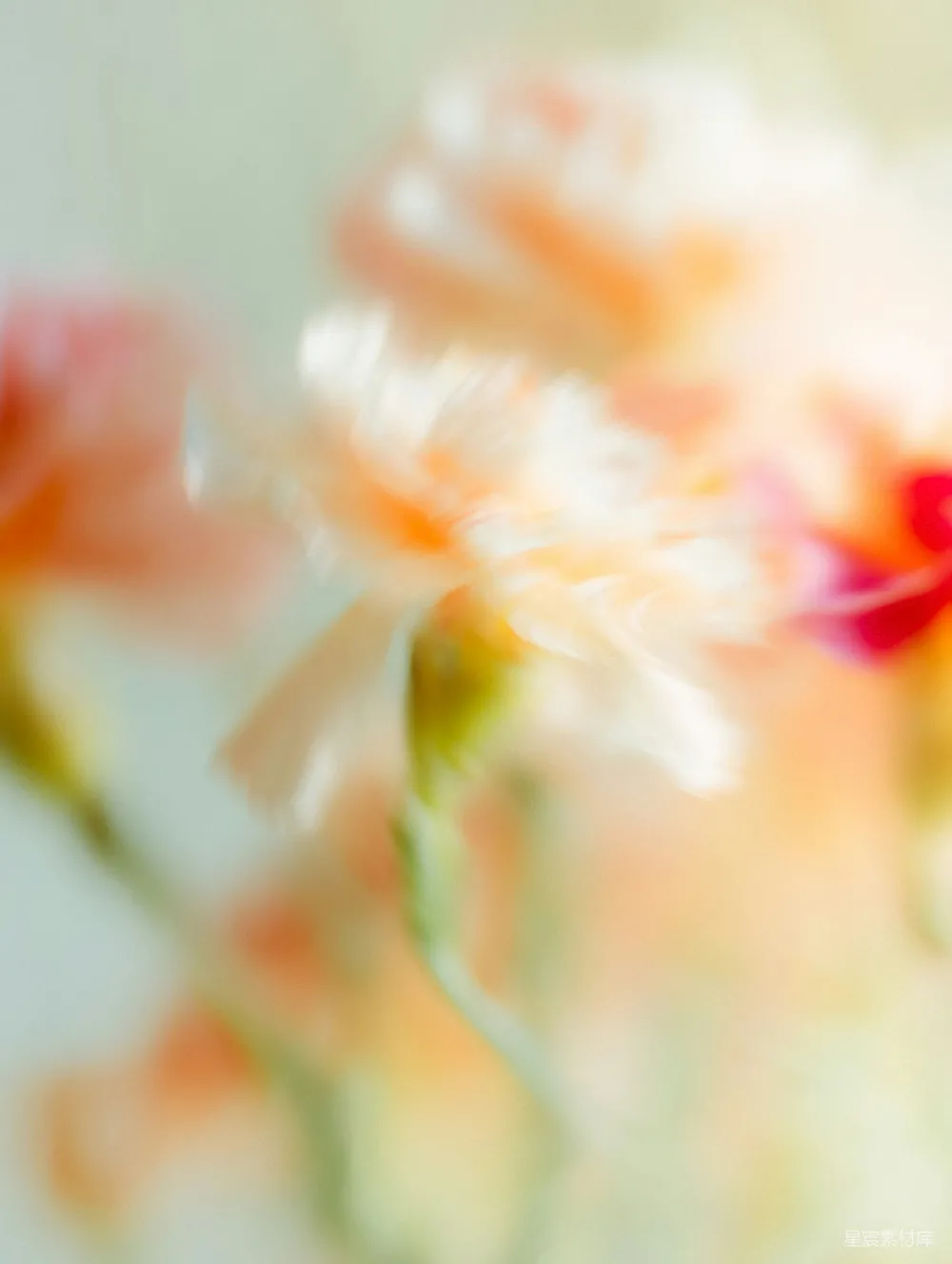高清摄影 花影 模糊 自然 柔和 背景 朦胧的花影
