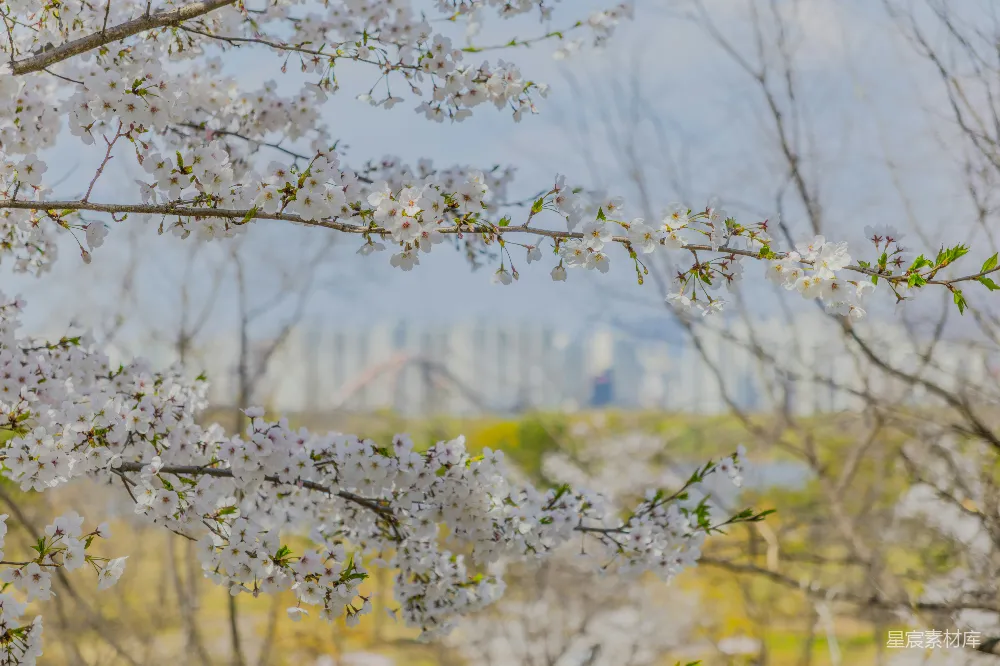 高清摄影 樱花 春天 自然 风景 城市 春风里的樱花盛开