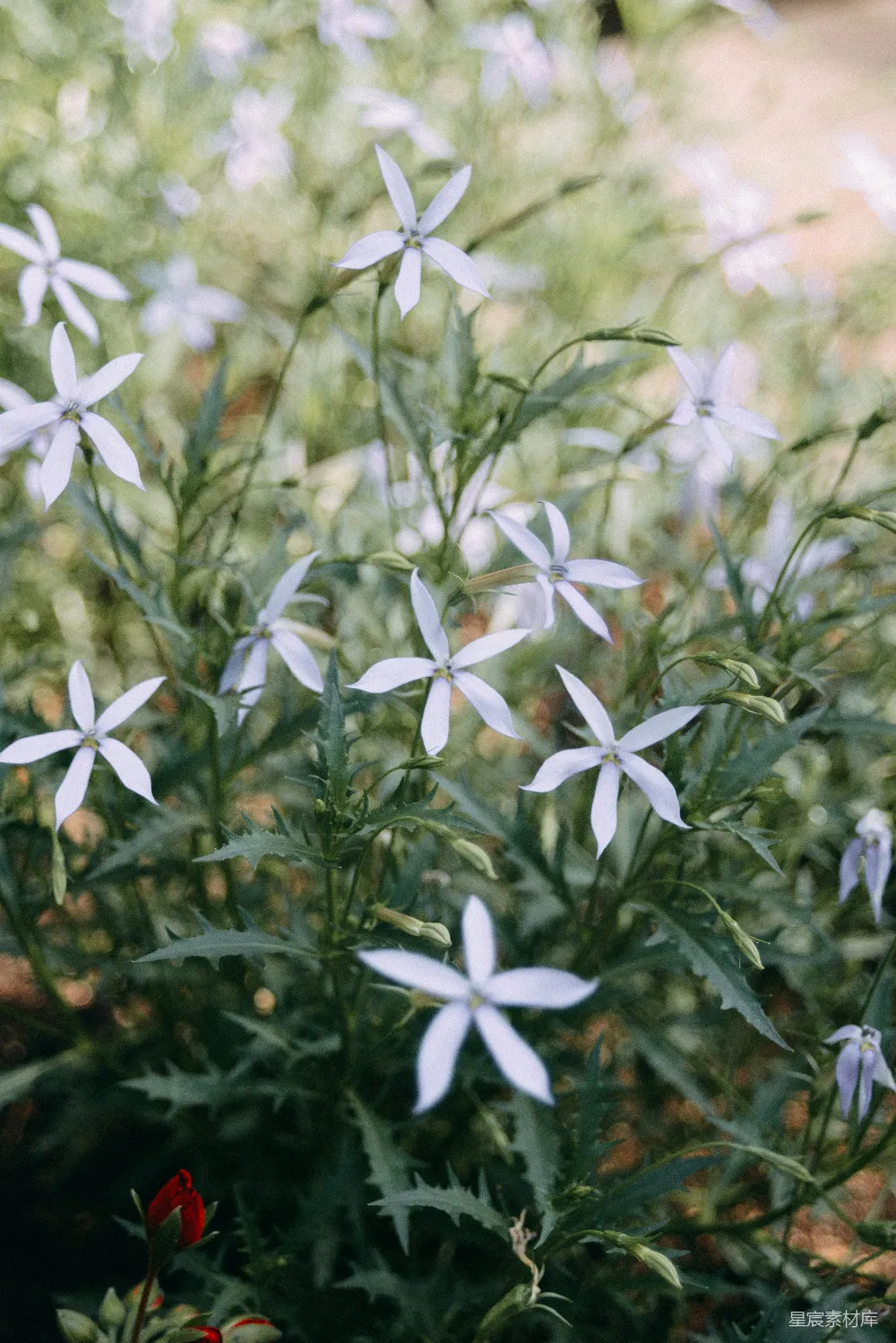 高清摄影 花朵 自然 摄影 紫色 梦幻 梦幻花园的紫色花朵