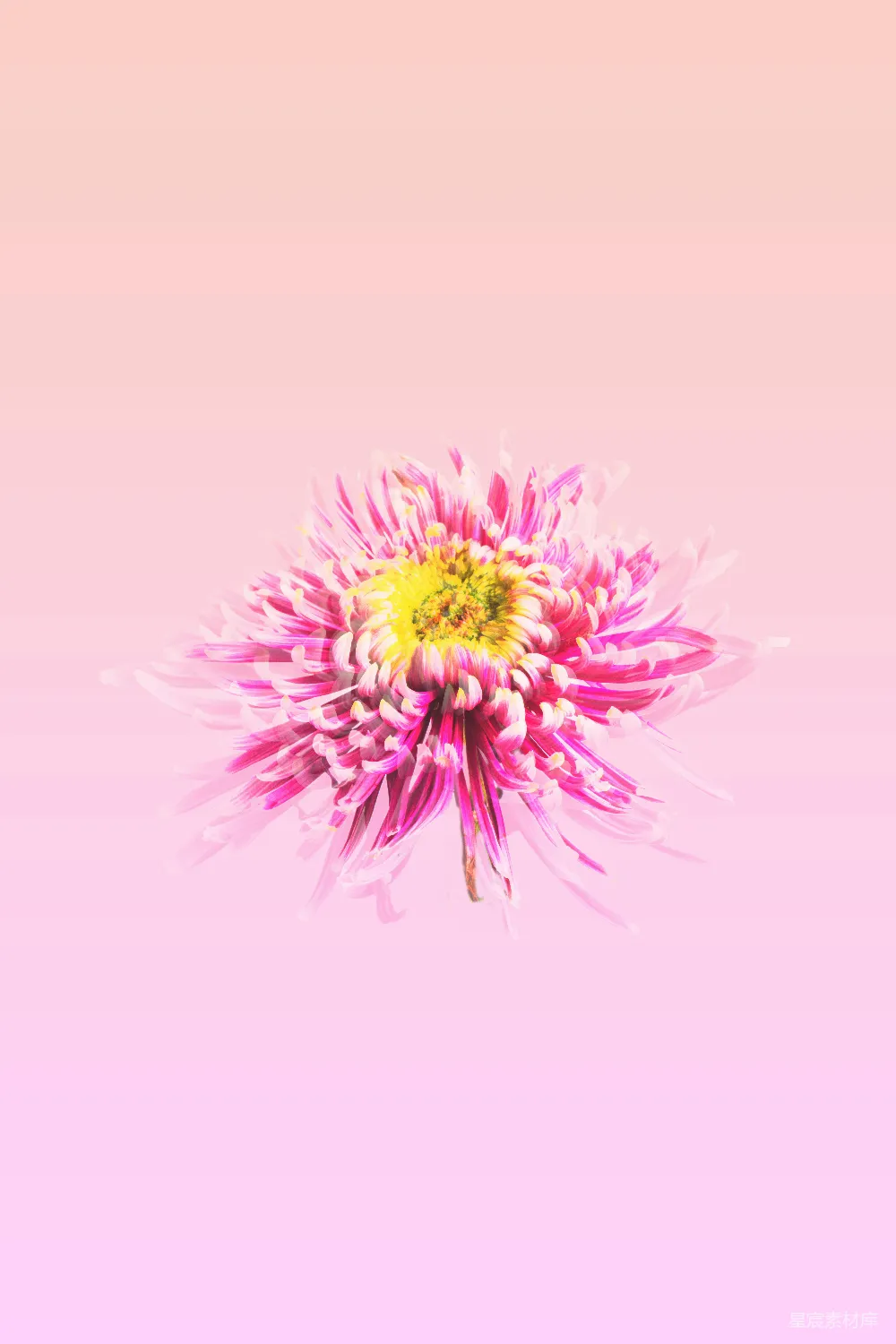高清摄影 菊花 粉红 花卉 艺术 背景 粉红背景上的菊花