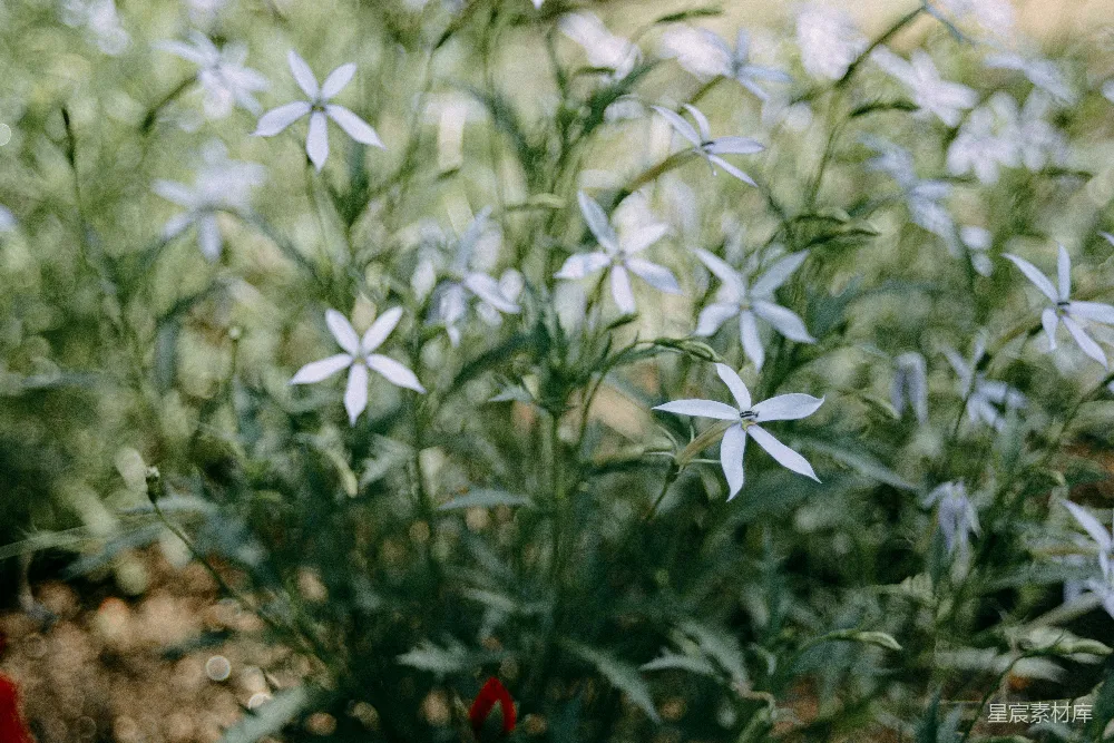 高清摄影 花朵 自然 宁静 摄影 户外 幽静花园中的白花