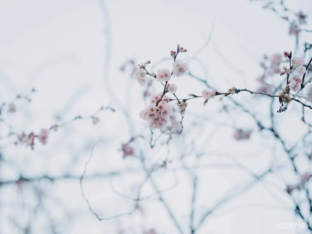 高清摄影 樱花 早春 自然 宁静 花卉 早春的樱花