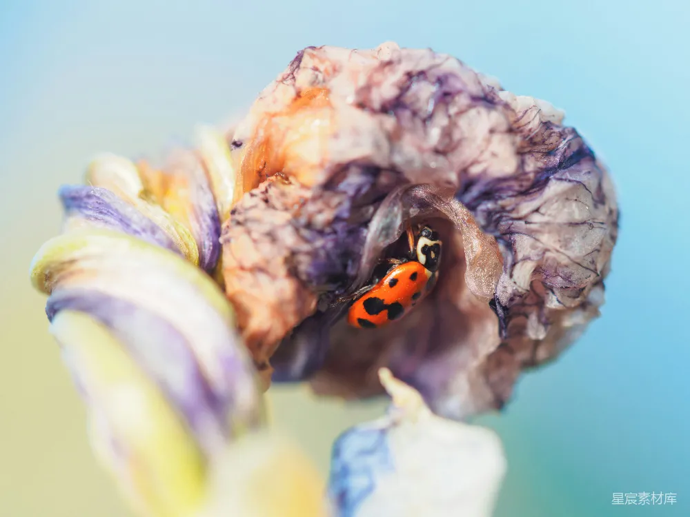 高清摄影 瓢虫 花朵 微距摄影 自然 昆虫 花间瓢虫：自然的奇妙瞬间