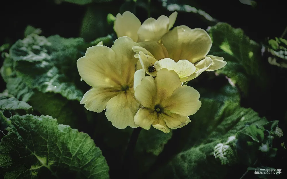 高清摄影 花朵 自然 宁静 春天 清新 柔和的黄花