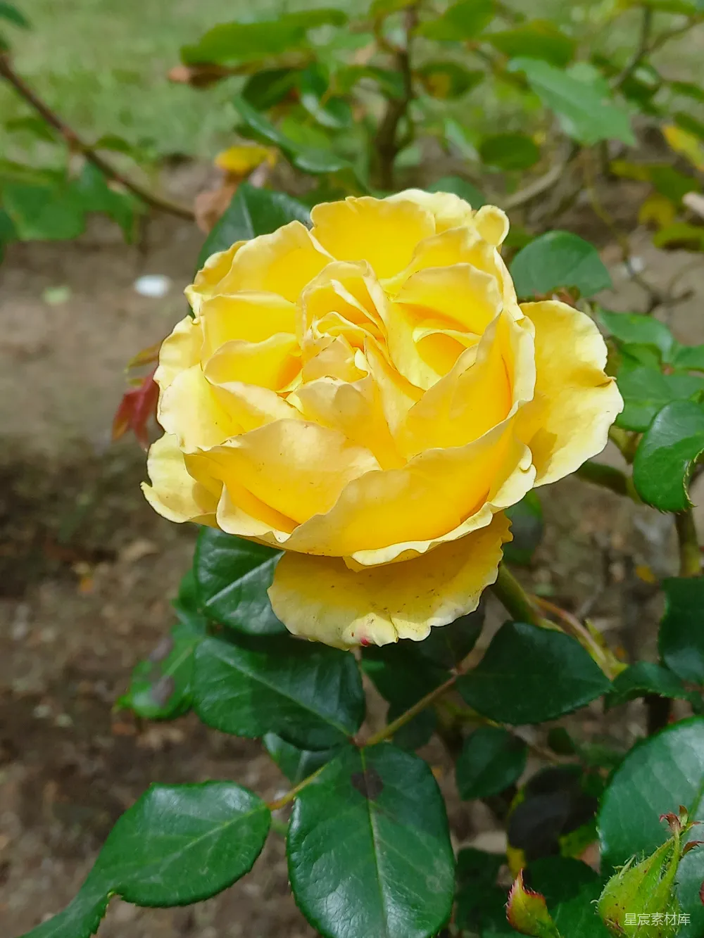 高清摄影 花朵 自然 黄色 玫瑰 户外 盛开的黄色玫瑰