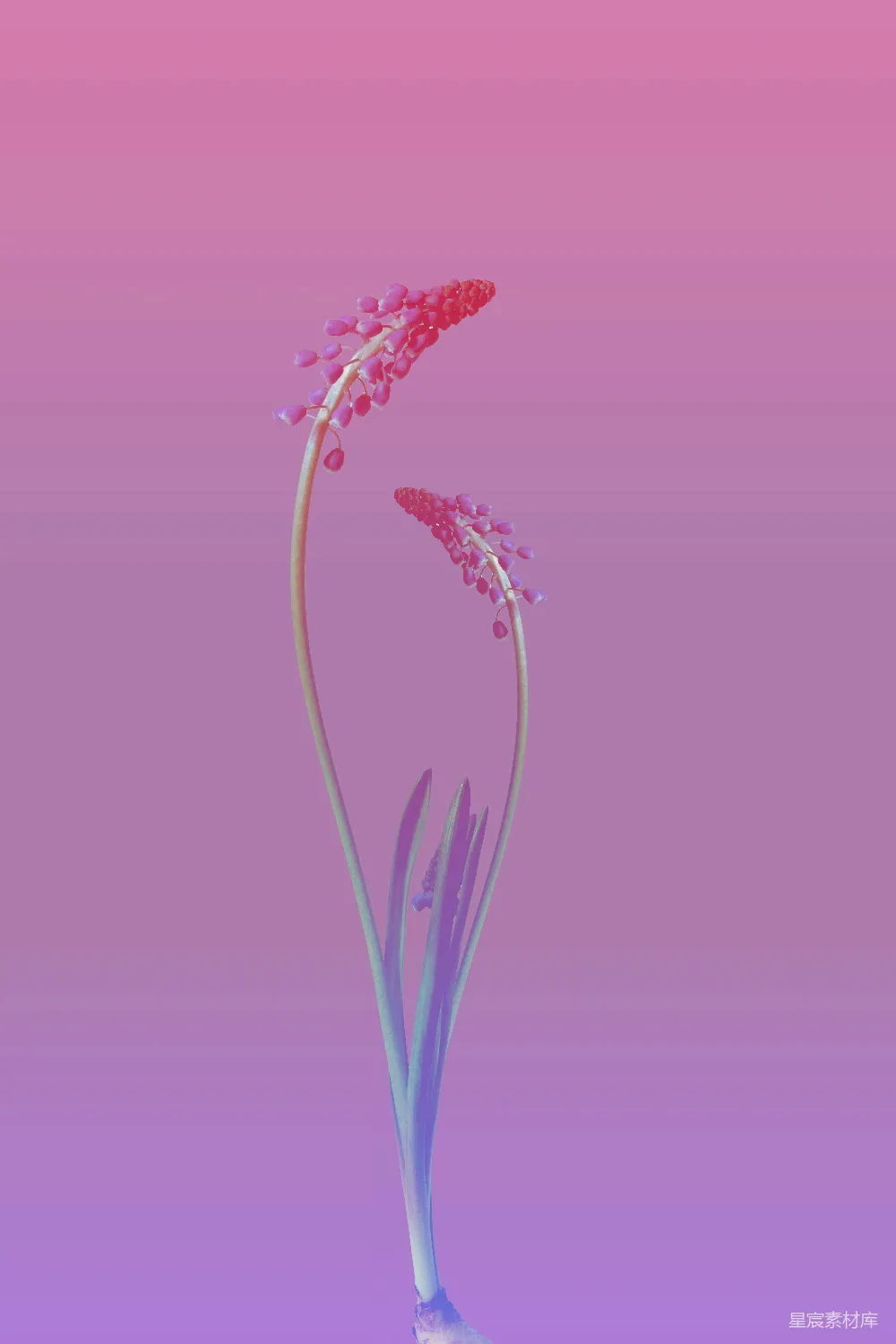 高清摄影 花朵 粉红色 背景 自然 艺术 粉红背景下的花朵