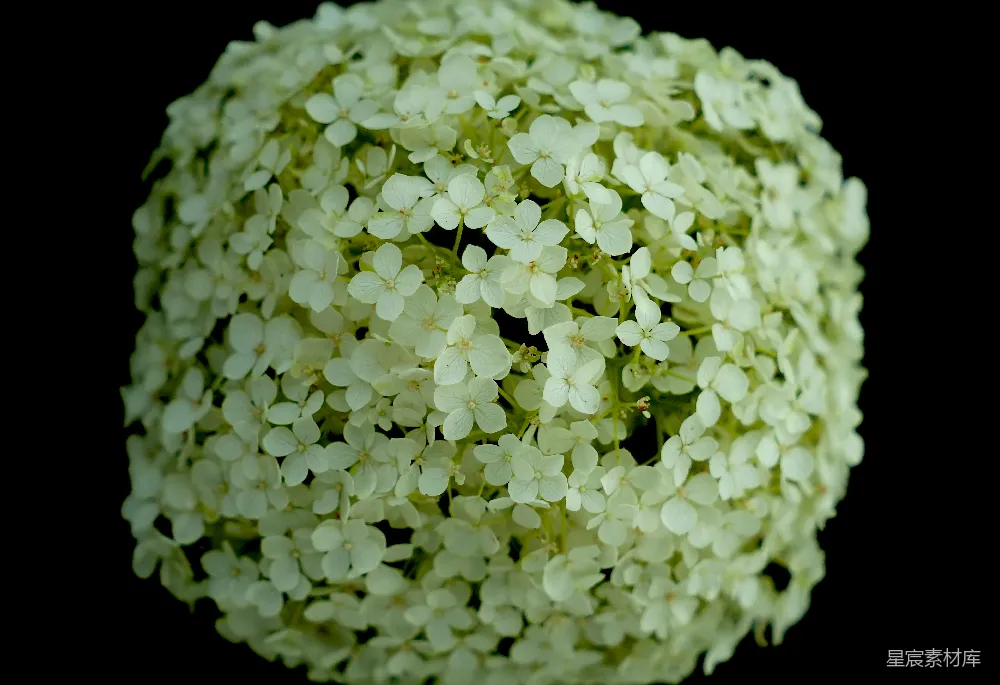 高清摄影 绣球花 花卉 自然 纯净 花艺 洁白的绣球花