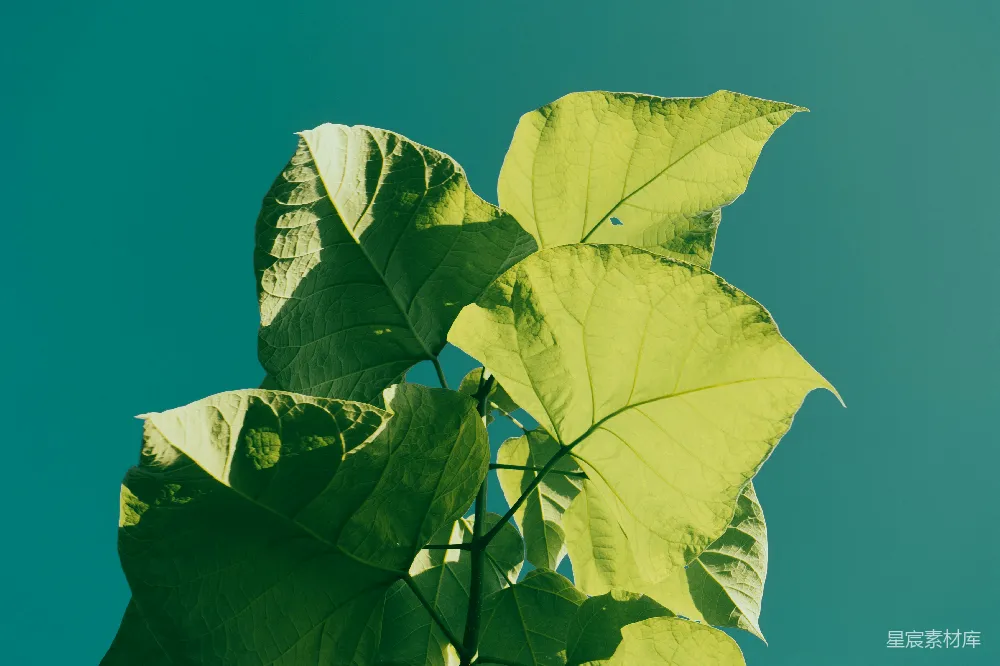 高清摄影 自然 植物 阳光 清新 生机 阳光下的绿叶