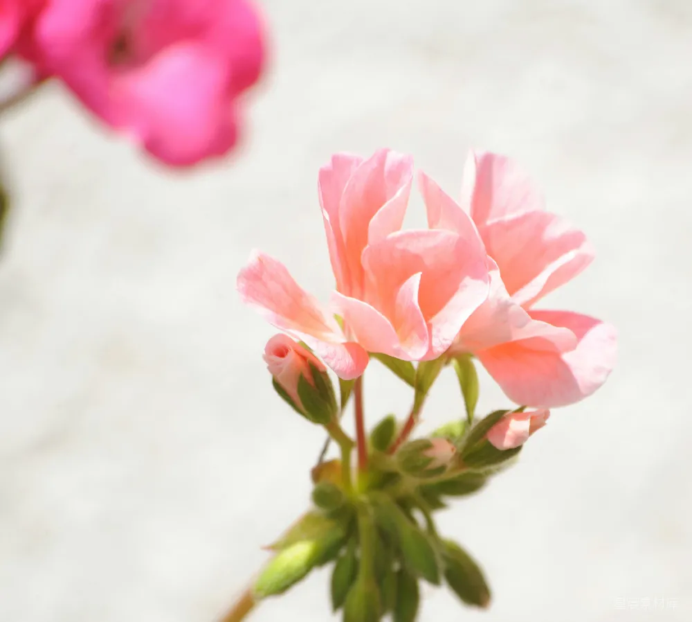 高清摄影 花朵 粉红色 自然 背景模糊 花卉摄影 粉红花序的温柔绽放