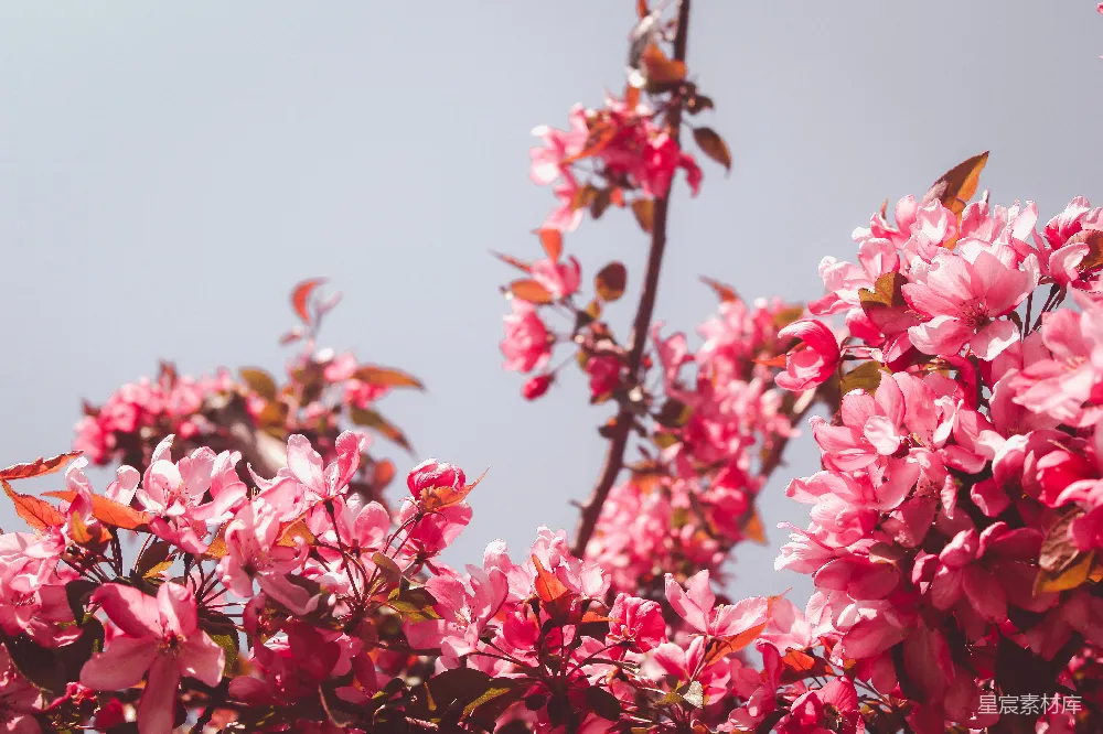 高清摄影 花朵 春天 自然 粉红色 户外 粉红花海：春天的美丽绽放