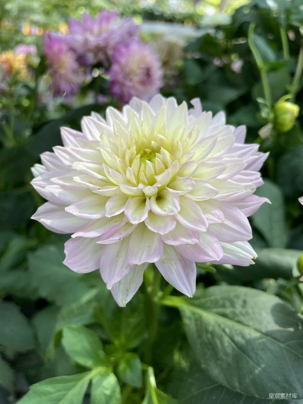 高清摄影 雏菊 粉白 自然 花卉 秋季 粉白相间的秋日雏菊
