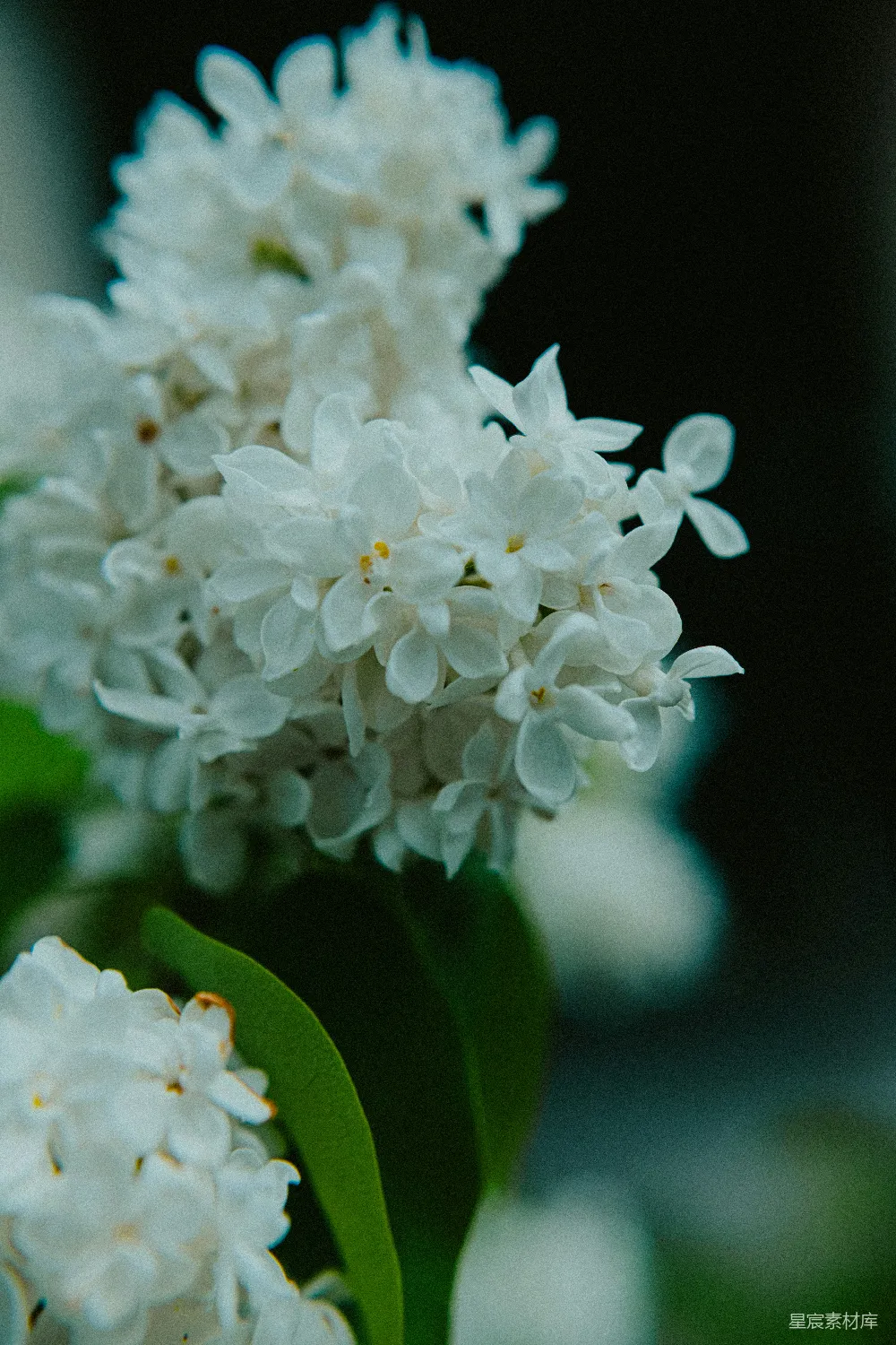 高清摄影 花朵 宁静 自然 花卉摄影 自然美 白花绽放的宁静时光