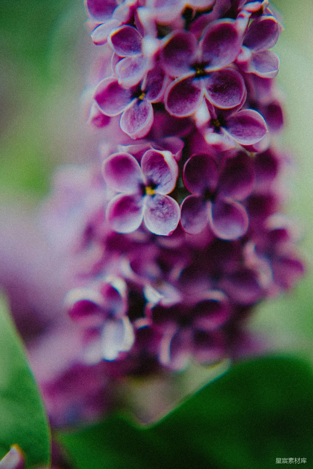 高清摄影 紫色丁香花 特写 花卉 自然 春天 紫色丁香花特写