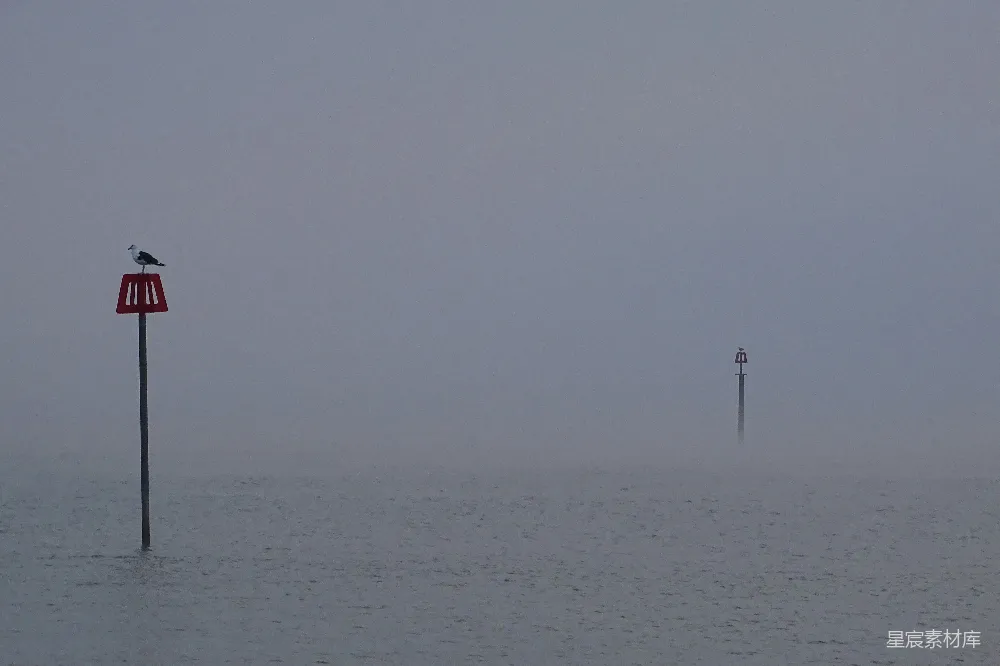 高清摄影 海面 雾 鸟 宁静 自然 雾中静谧的海面与鸟