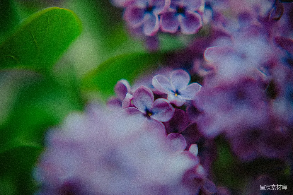 高清摄影 紫色丁香 花卉 自然 清新 微距摄影 紫色丁香花特写