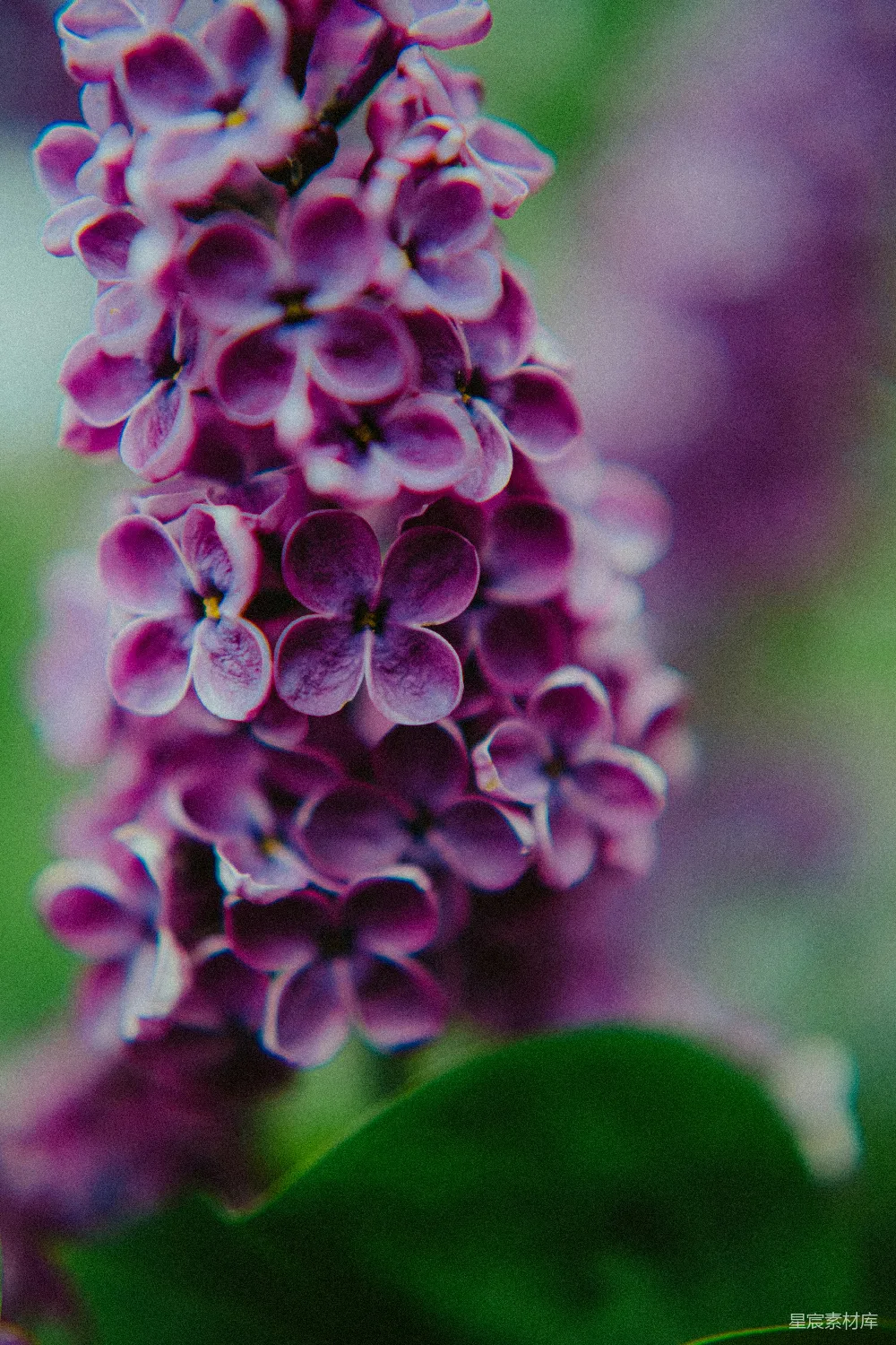 高清摄影 紫色 丁香花 花卉 自然 美丽 紫色丁香花特写