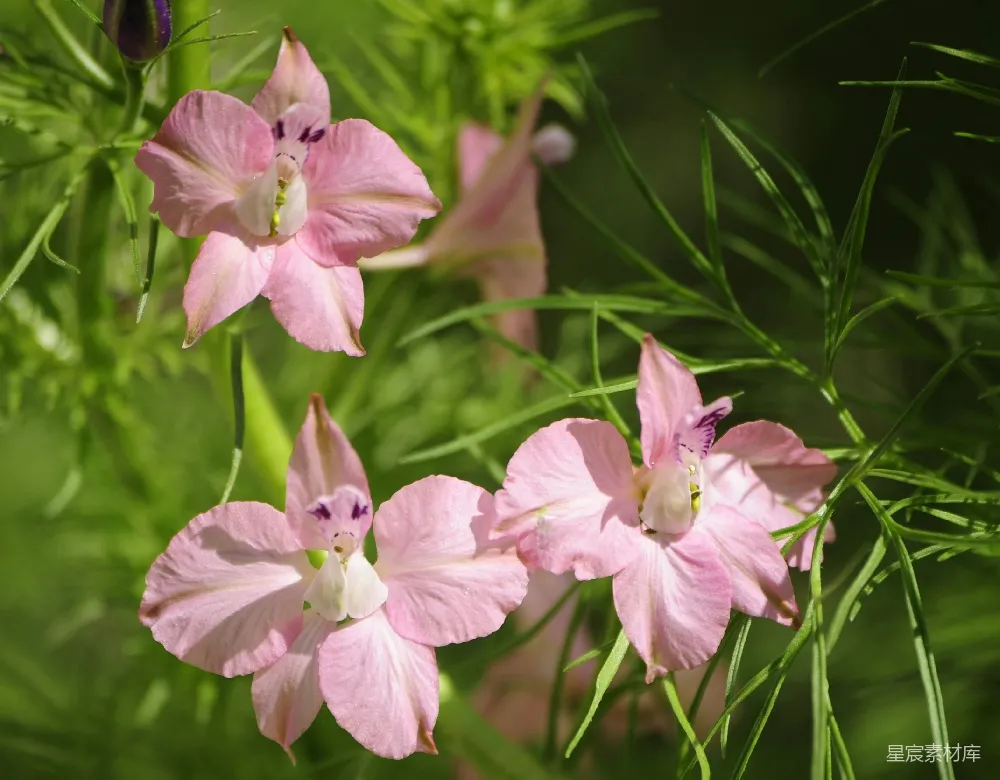 高清摄影 花 自然 粉红色 春天 植物 粉嫩鸢尾花盛开