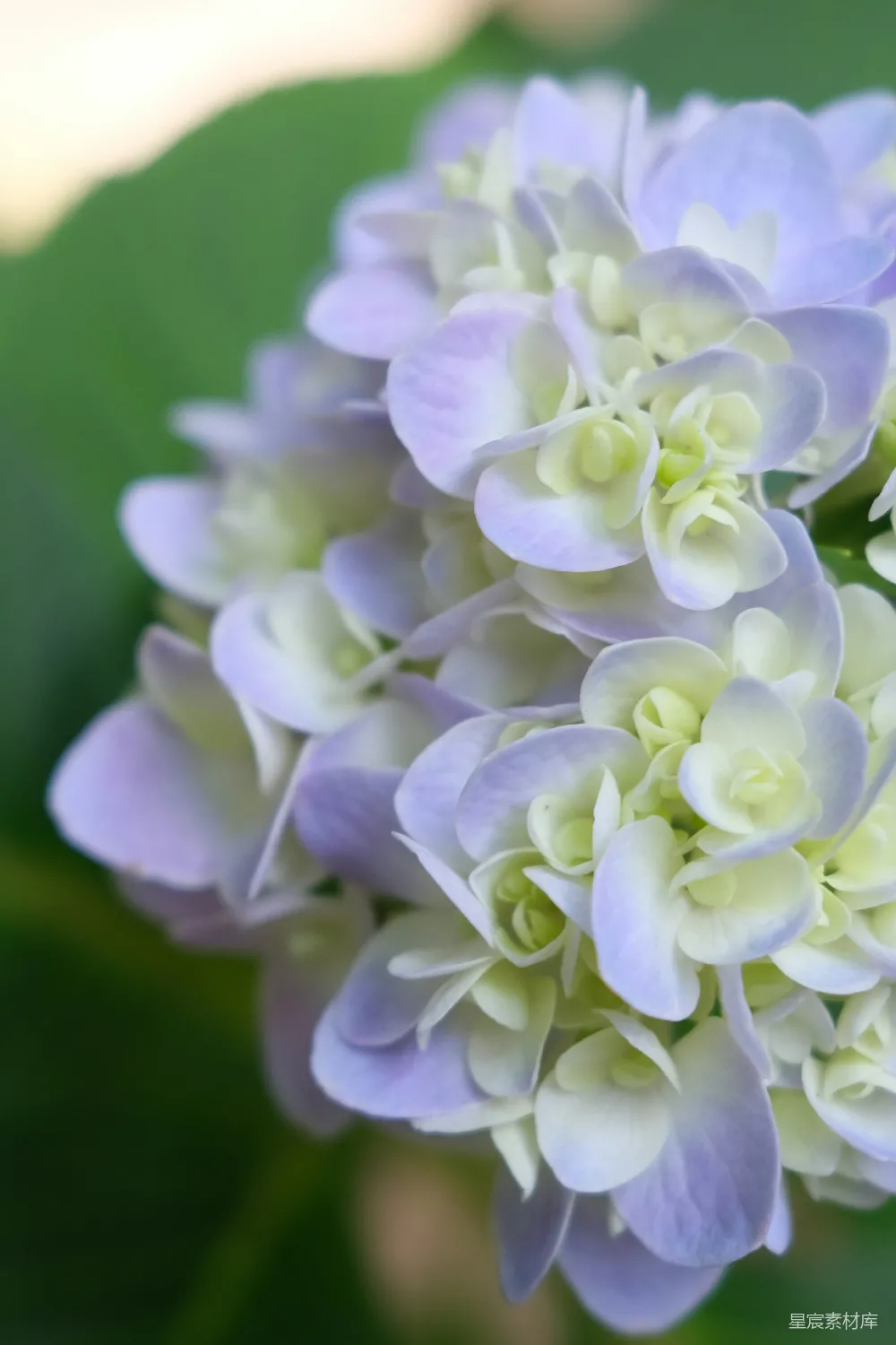 高清摄影 花朵 淡紫色 绣球花 自然 花卉 淡紫色绣球花的特写
