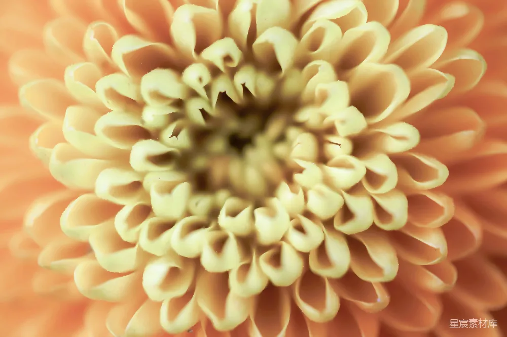 高清摄影 菊花 特写 自然 花卉 植物 金色菊花特写