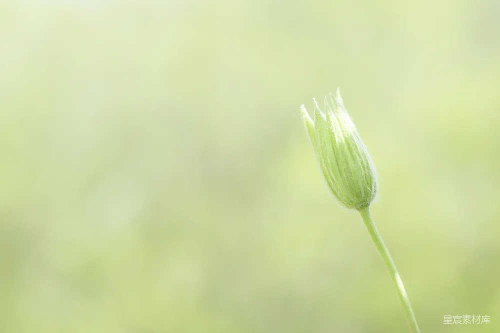 高清摄影 花蕾 自然 清新 春天 静谧 初绽的花蕾
