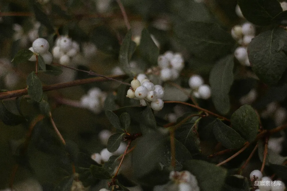 高清摄影 自然 植物 浆果 冬季 静谧 雪白浆果与绿叶的和谐