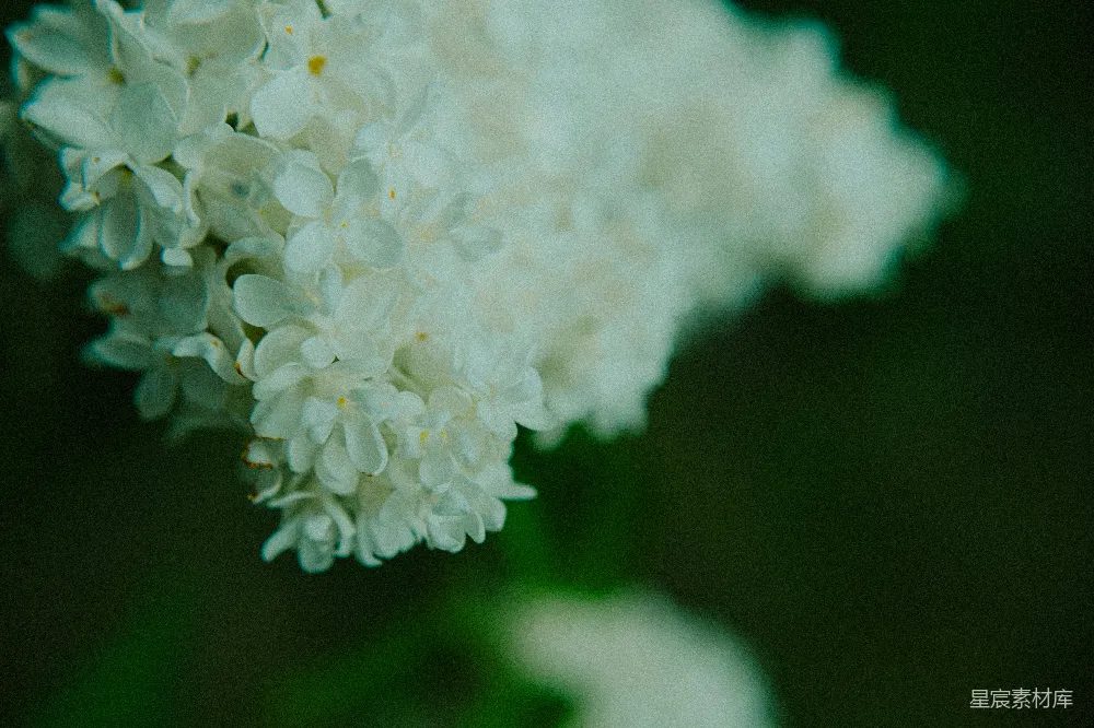 高清摄影 花朵 自然 清新 特写 背景 纯洁的白色花朵